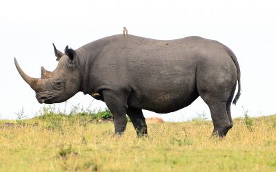 Endangered species black rhino