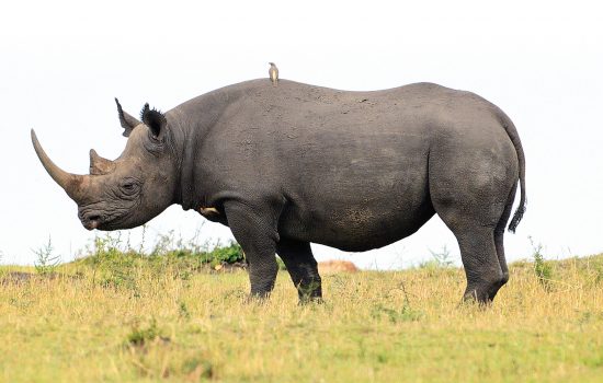 Endangered species black rhino