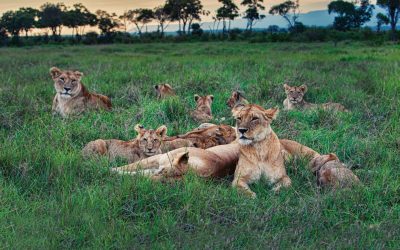 lions graze in african savannah