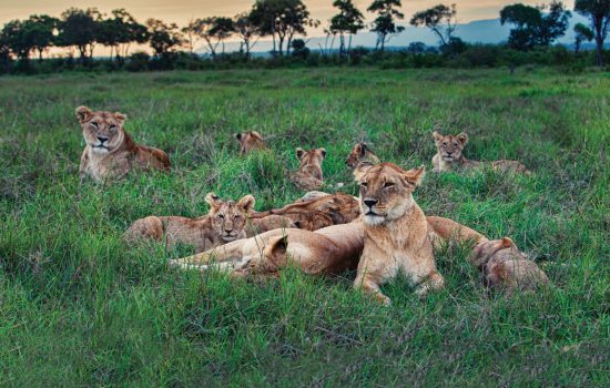 lions graze in african savannah