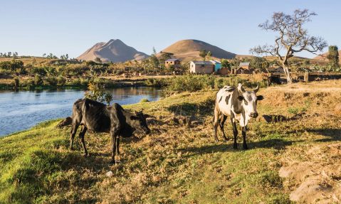 Lush farmland for Madagascar community after providing clean water