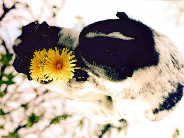 Rotary Young Photographer 2017 Junior Faith Merry