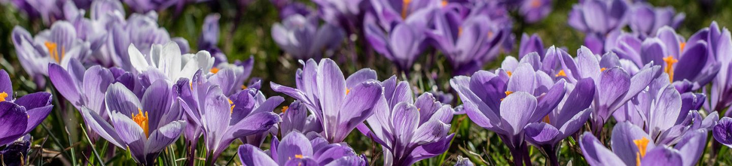 purple crocus flowers end polio now purple4polio