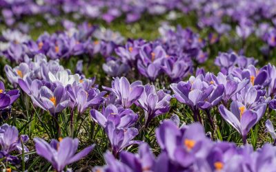 purple crocus flowers end polio now purple4polio