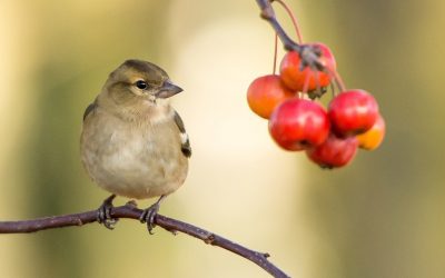 rotary young photographer small bird berry