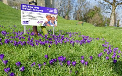 crocus polio
