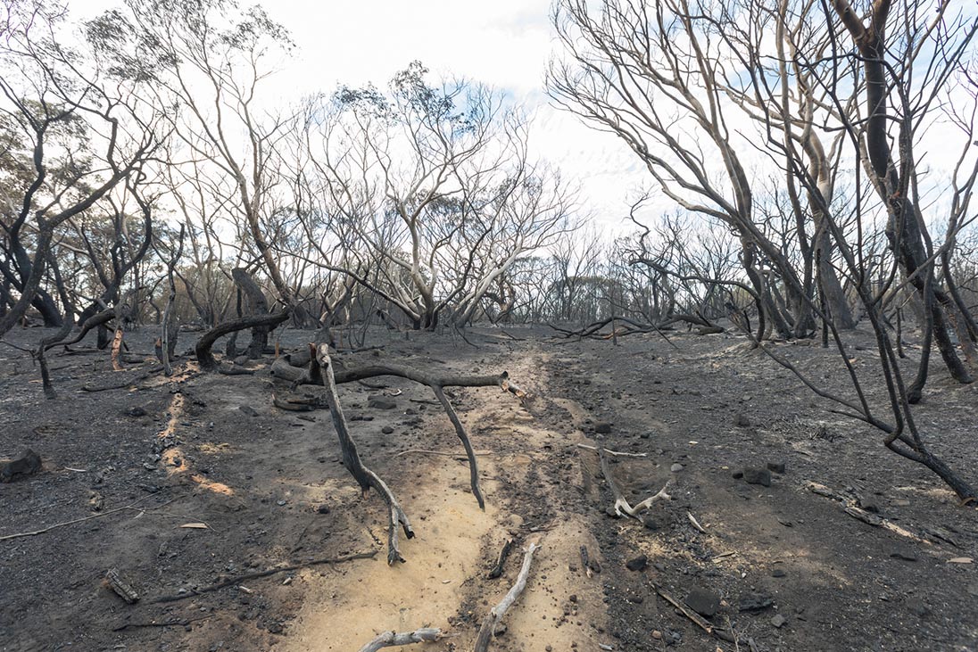 australia bushfires