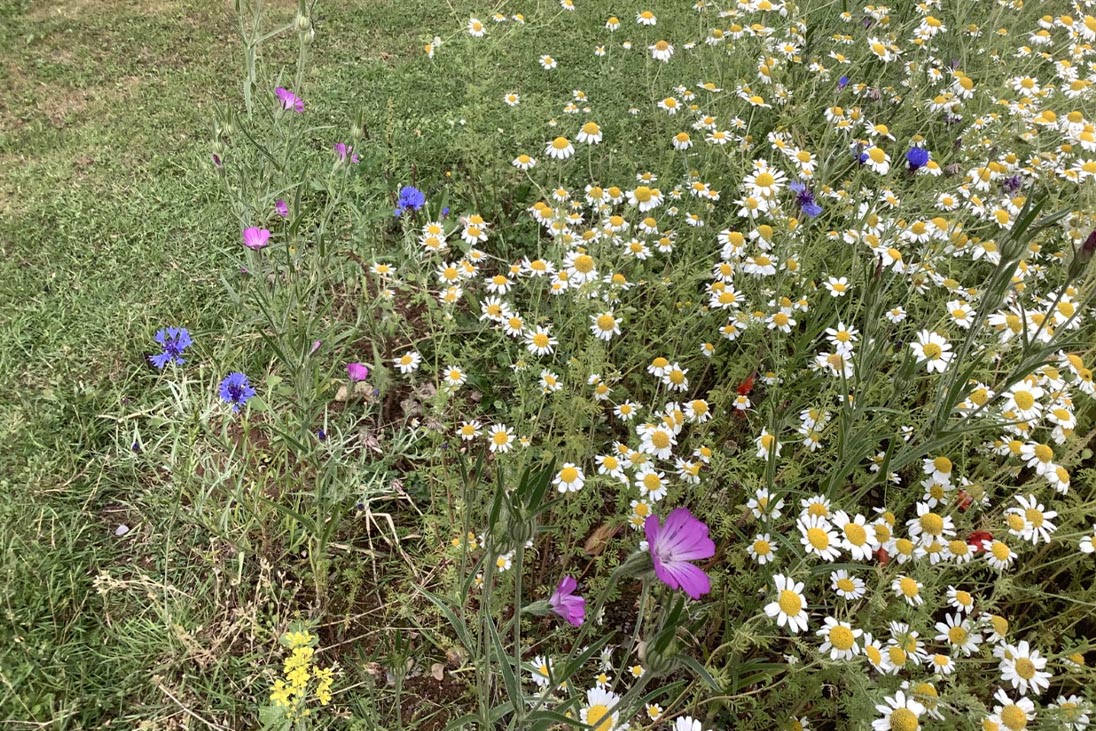 The Tiverton Hospital Wildlife Garden