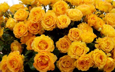 rotary rose