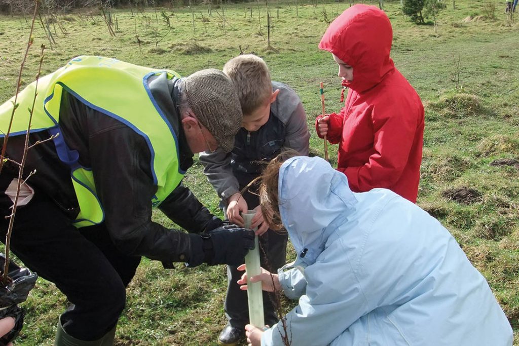 tree planting